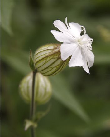 White Campion Seeds (Certified Organic)