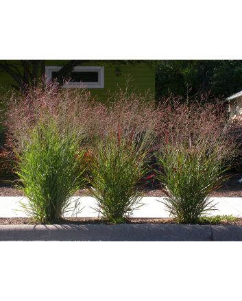 Switchgrass Seeds (Naturally Grown)
