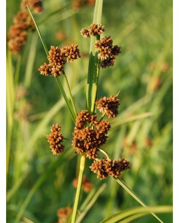 Dark Green Bulrush Seeds (Naturally Grown)