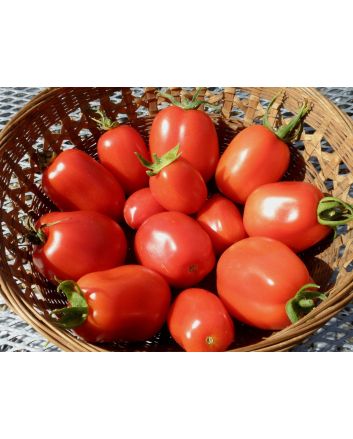 Tomato 'Roma' Plant (4" Pot, single)
