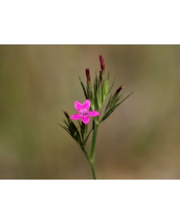 Deptford Pink AKA Grass Pink Seeds (Naturally Grown)