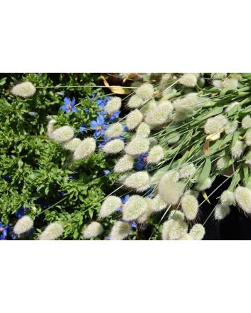 Ornamental Grass ‘Bunny Tails’ 