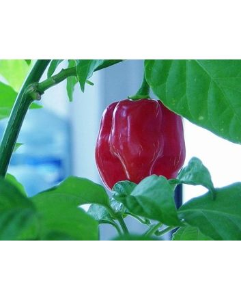 Hot Pepper ‘Red Savina Habanero’ 