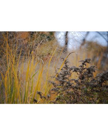 Switchgrass Seeds (Naturally Grown)