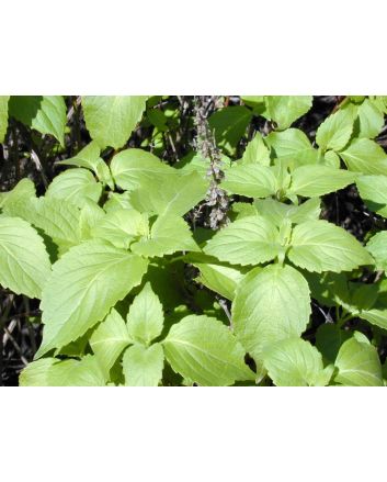 African Basil 
