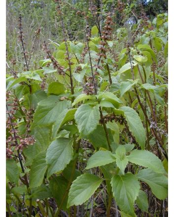 African Basil 