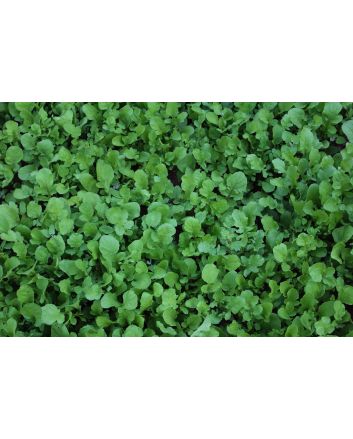 Arugula