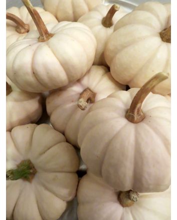 Pumpkin 'Baby Boo' 