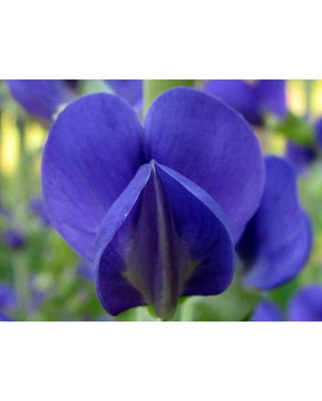 Blue Wild Indigo AKA Baptisia 