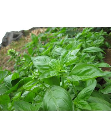 Sweet Basil 'Italian Large Leaf'