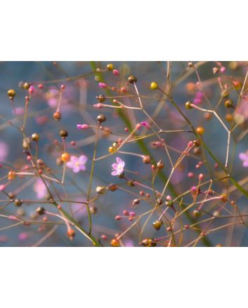 Jewels of Opar AKA Fame Flower Seeds (Naturally Grown)