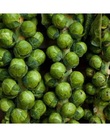 Brussels Sprouts 'Groninger' Plant 