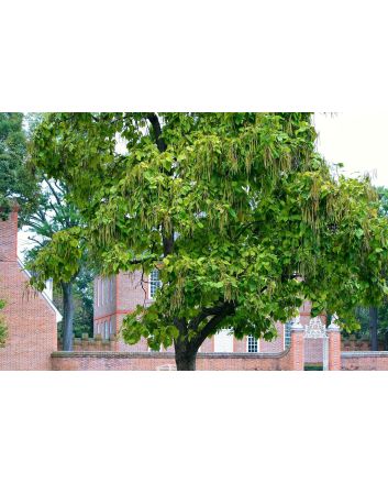 Northern Catalpa Tree Seeds (Naturally Grown)