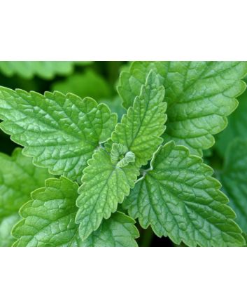 Herb 'Catnip' Plant (4" Pot)