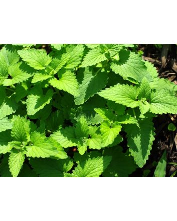 Catnip