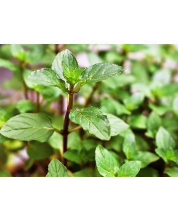 Herb 'Chocolate Mint' Plant (4" Pot)