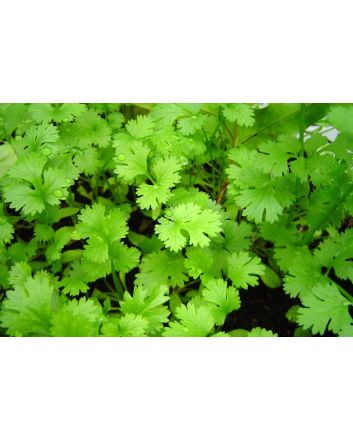 Cilantro (Coriander)