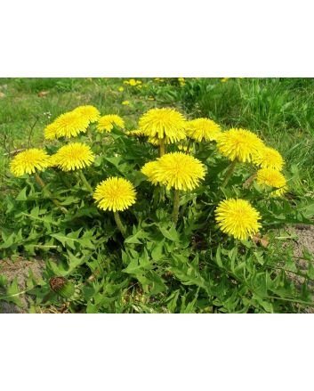 Dandelion