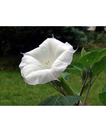 Datura AKA Devil's Trumpet 'Evening Fragrance' 
