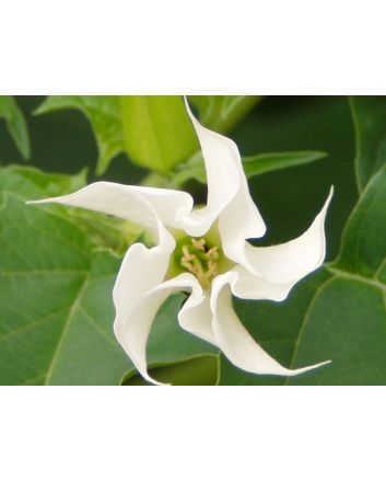 Datura AKA Devil's Trumpet 'Evening Fragrance' 