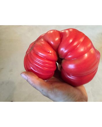 Tomato 'Tamara's San Marzano Pink Ruffled Strain' Seeds (Certified Organic)