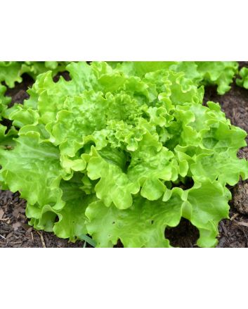 Endive 'Broad-leaved Batavian' 