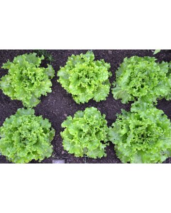 Endive 'Broad-leaved Batavian' 
