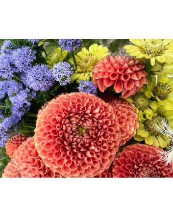 Dahlia 'Cornel Bronze' Tubers - Shipping 2025 Spring - Harvested on our Farm - USDA Certified Organic