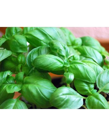 Sweet Basil 'Genovese' Plants (4PK)