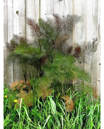 Bronze Fennel 'Smokey' 