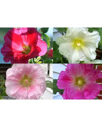 Hollyhock ‘Single Mix’ 