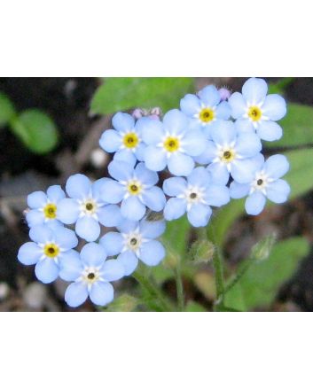 Blue Forget-Me-Not
