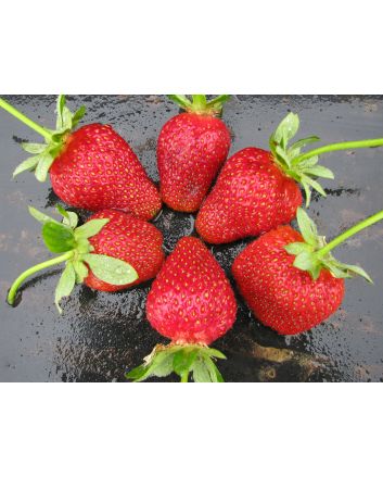 Strawberry 'Honeoye' Plants (4" Pot, single)