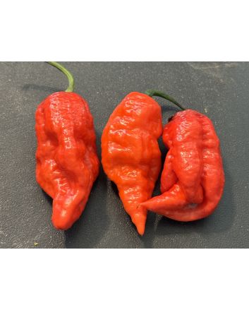 Hot Pepper 'Sugar Rush x Ghost, Red' Seeds