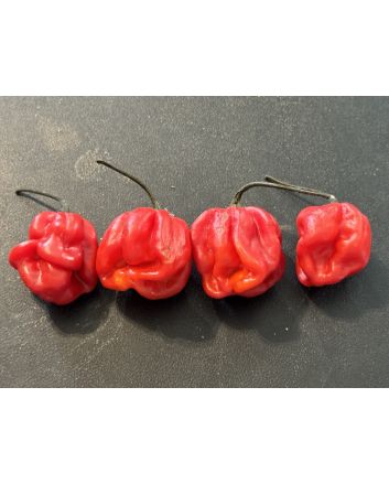 Hot Pepper 'West Indies Red Habanero' Seeds 