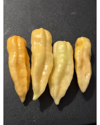 Hot Pepper 'Aji Lemon x Reaper, Peach' Seeds