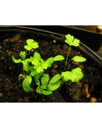 Leaf Celery 'Verde da Taglio' 