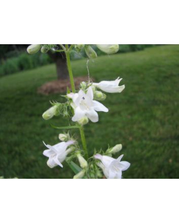 Penstemon, Green-Leaf, White Flowers Seeds (Naturally Grown)