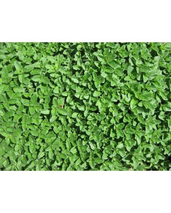 Italian Oregano