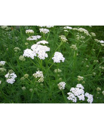 White Yarrow 