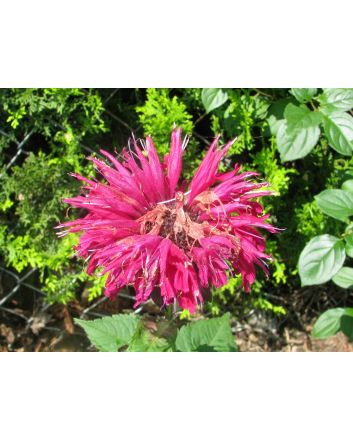 Bee Balm Mix
