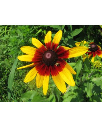 Black-Eyed Susan 'Autumn Colors' 