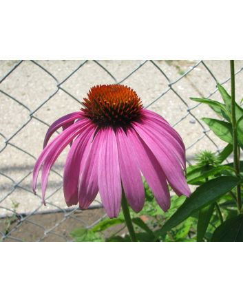 Purple Coneflower Seeds