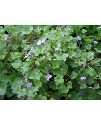 Ivy-Leaved Toadflax Seeds (Certified Organic)
