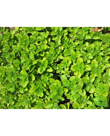 Sweet Marjoram 