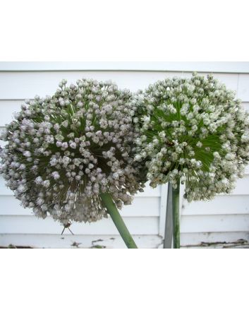 Leek 'Large American Flag'