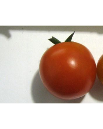 Tomato 'Sweet Raisin' AKA 'Tomaccio'