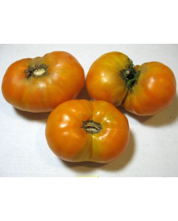 Tomato 'Orange'