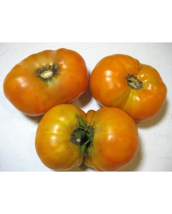 Tomato 'Orange'