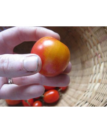 Tomato 'Bicolor Cherry'